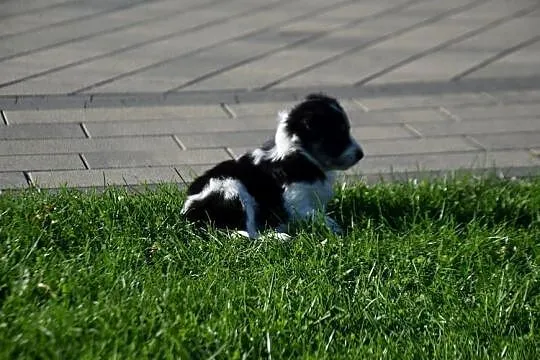 Border Colie, Wielkopolskie, Jarocin