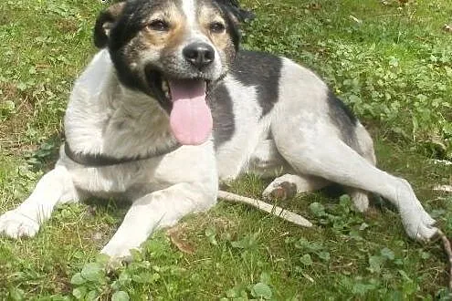 Oskar przyjacielski psiak -  mix foxterrierka ,  mazowieckie Warszawa