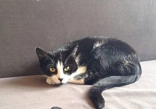 Kotka do pilnej adopcji, śląskie Bielsko-Biała