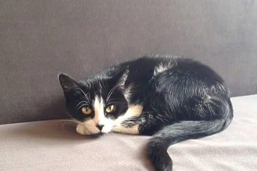 Kotka do pilnej adopcji, śląskie Bielsko-Biała