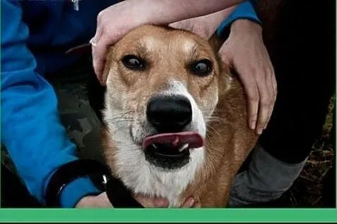 Czy przytulaśmy Hary nigdy nie doczeka się domu?, 