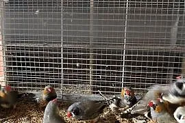 Zeberki ptaki
