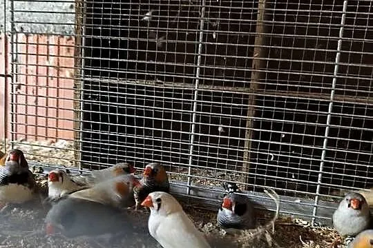 Zeberki ptaki, Dolnośląskie, Wrocław