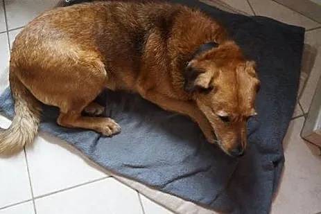 Wesoła Lejla chętnie zagości w Twoim sercu,  mazow