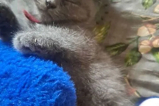 Koty brytyjskie niebieskie krótkowłose kocurki, Wielkopolskie, Gostyń
