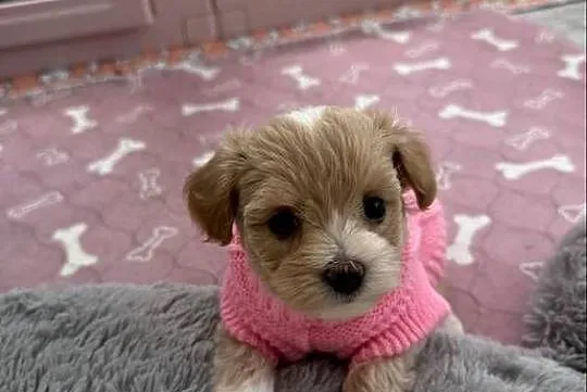 Maltipoo malutka dziewczynka