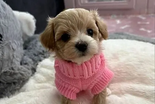 Maltipoo malutka dziewczynka, Małopolskie, Kraków