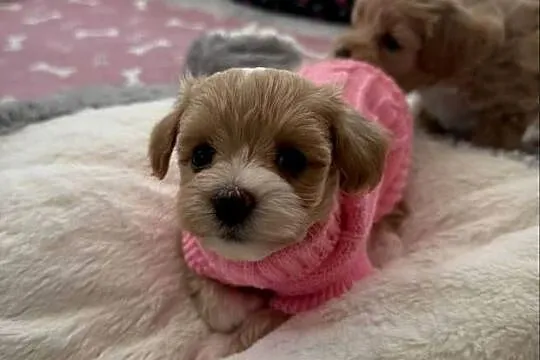Maltipoo malutka dziewczynka, Małopolskie, Kraków