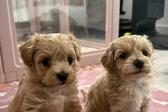 Maltipoo malutka dziewczynka, Małopolskie, Kraków