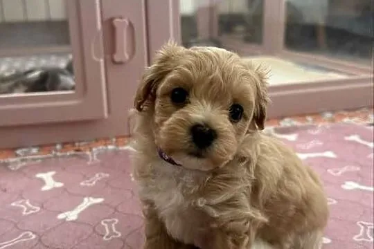 Maltipoo malutka dziewczynka, Małopolskie, Kraków