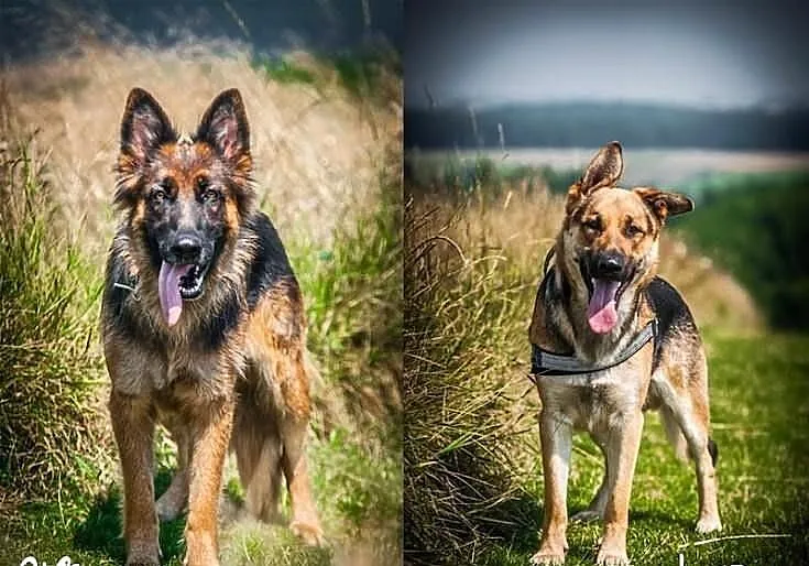 CLIO i LOGAN - para MŁODYCH i KOCHANYCH, żżytych O