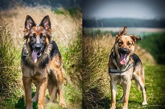 CLIO i LOGAN - para MŁODYCH i KOCHANYCH, żżytych O