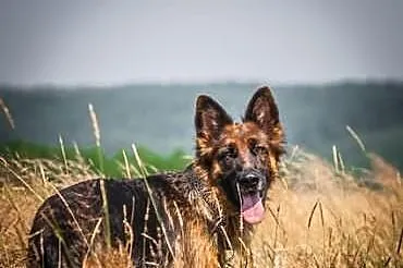 CLIO i LOGAN - para MŁODYCH i KOCHANYCH, żżytych O