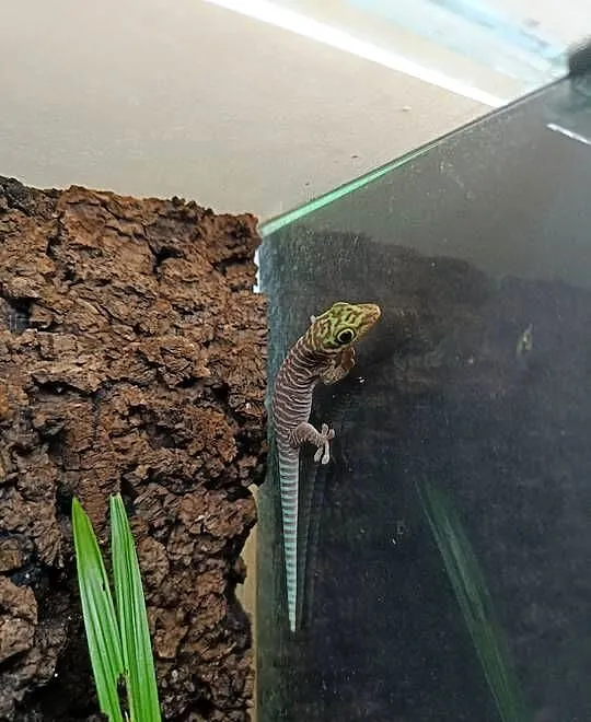 Felsuma standinga (Phelsuma standingi), Małopolskie, Kraków