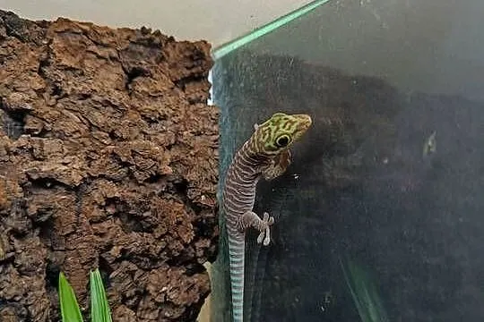 Felsuma standinga (Phelsuma standingi), Małopolskie, Kraków