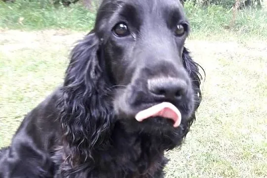 Cocker Spaniel Angielski sunia