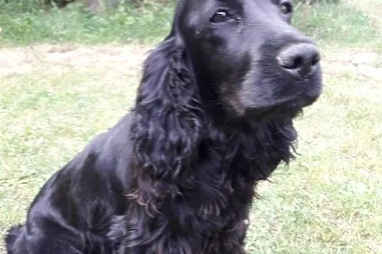 Cocker Spaniel Angielski sunia, Łódzkie, Sieradz