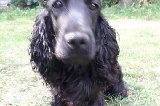 Cocker Spaniel Angielski sunia, Łódzkie, Sieradz
