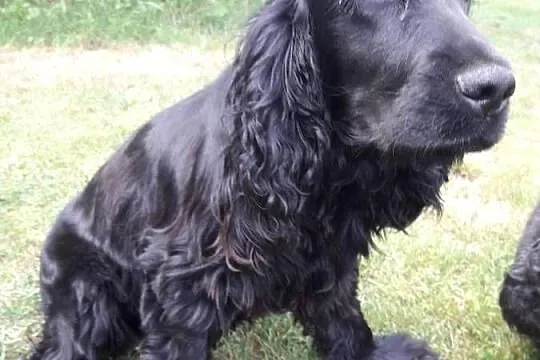 Cocker Spaniel Angielski sunia, Łódzkie, Sieradz