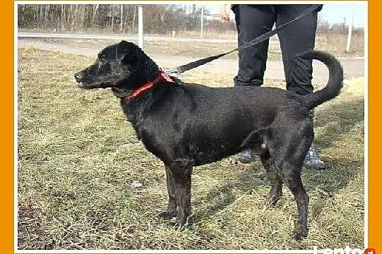 Pniczer WADER,cudownie przytulaśny,sympatyczny, średni pies_Adopcja_