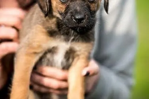 Psiak pyszczkiem do przodu ;) Szczeniak do adopcji