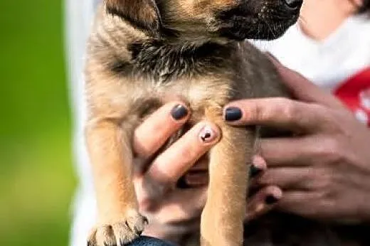 Psiak pyszczkiem do przodu ;) Szczeniak do adopcji
