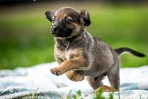 Psiak pyszczkiem do przodu ;) Szczeniak do adopcji