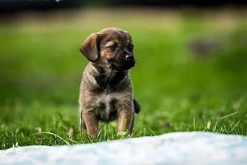 Psiak pyszczkiem do przodu ;) Szczeniak do adopcji