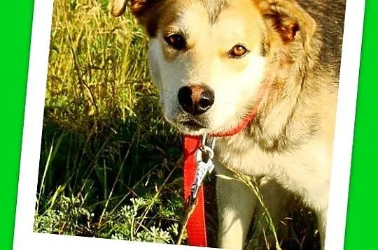 Młody grzeczny piesek HASIO, łagodny,spokojny,posłuszny_Adopcja_