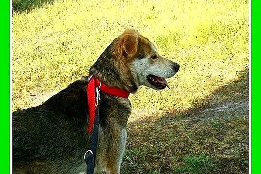 Młody grzeczny piesek HASIO, łagodny,spokojny,posł