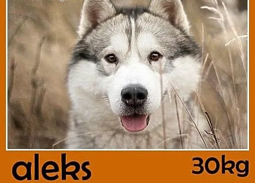 30kg,husky,łagodny,towarzyski,przyjazny pies ALEKS