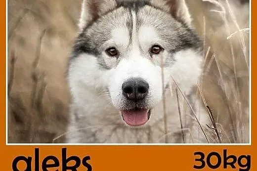 30kg,husky,łagodny,towarzyski,przyjazny pies ALEKS