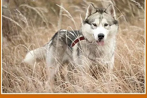 30kg,husky,łagodny,towarzyski,przyjazny pies ALEKS