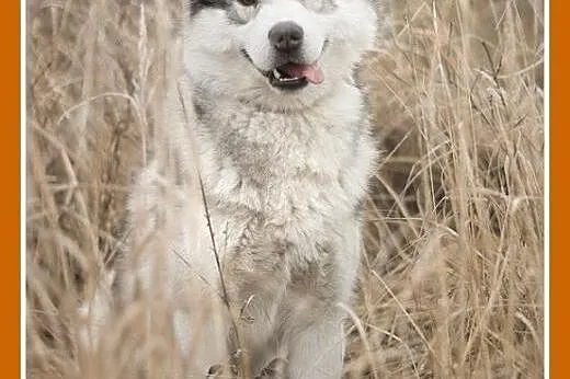 30kg,husky,łagodny,towarzyski,przyjazny pies ALEKS