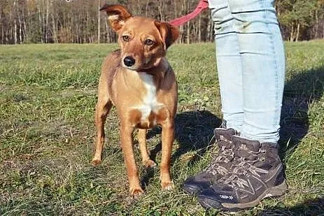 Mała sareneczka, Wilenka szuka domku!!,  mazowieck