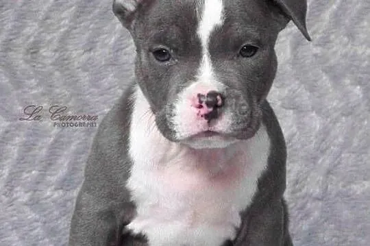 American Staffordshire Terrier Blue Samiec