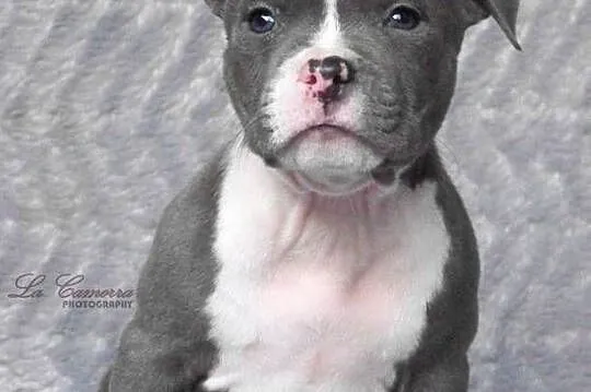 American Staffordshire Terrier Blue Samiec, Opolskie, Paczków