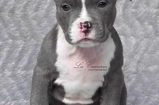 American Staffordshire Terrier Blue Samiec, Opolskie, Paczków