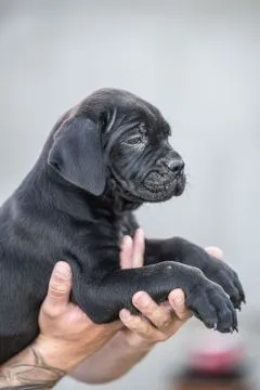 Cane Corso Piękne zarejestrowane szczenięta na sprzedaż, Mazowieckie, Warszawa