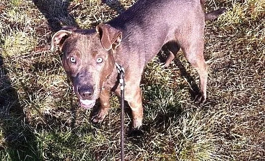 Nero-psiak pełen wigoru czeka na dom, Pozostałe r