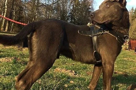Nero-psiak pełen wigoru czeka na dom,  Pozostałe r