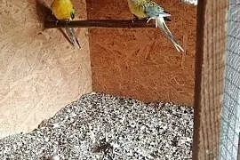 Papugi Świergoty Nimfy Modrolotki Faliste, Kaliska