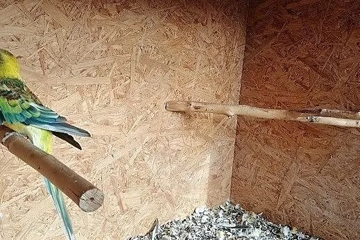 Papugi Świergoty Nimfy Modrolotki Faliste, Kaliska