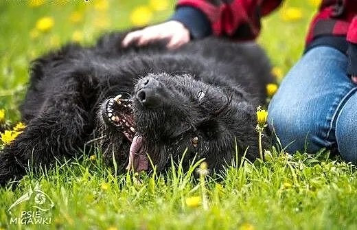KAJA w typie sznaucera radość życia rozpiera - pod