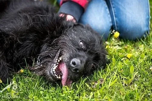KAJA w typie sznaucera radość życia rozpiera - pod