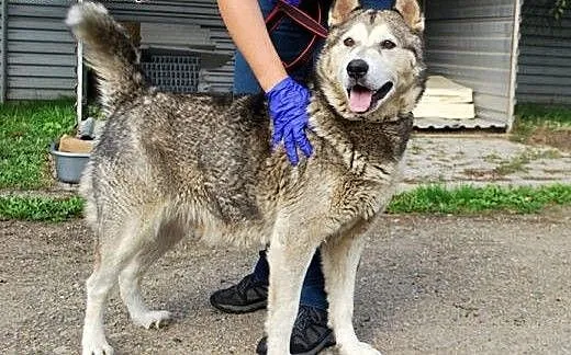 Spokojna, łagodna Nela - ALASKAN MALAMUTE adopcja,