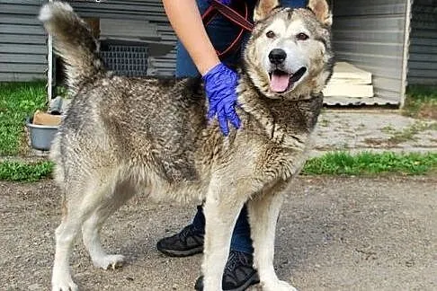 Spokojna, łagodna Nela - ALASKAN MALAMUTE adopcja, Kundelki cała Polska