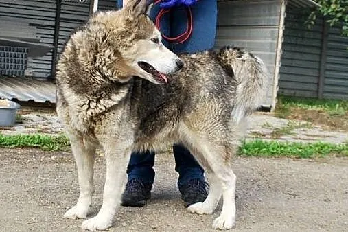 Spokojna, łagodna Nela - ALASKAN MALAMUTE adopcja,