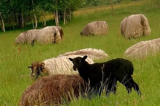 Owce Wrzosówki Niemieckie-Jagnięta -250/szt-przy z