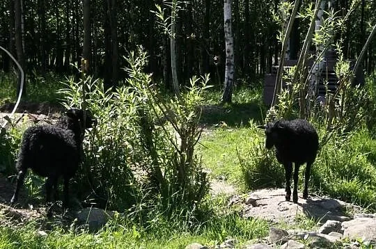 Owce Wrzosówki Niemieckie-Jagnięta -250/szt-przy z
